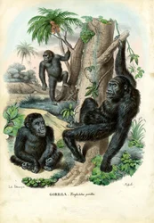 Gorilla, 1863-79